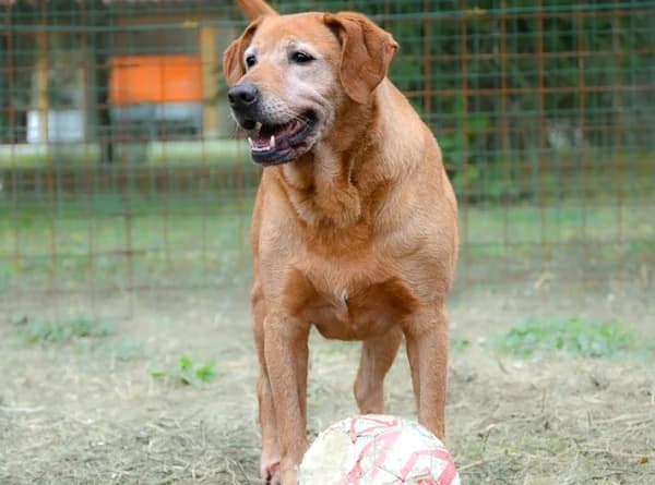 Tyler, male senior Mixed Breed for adoption at Canile Municipale di Asti, Asti (Piemonte)