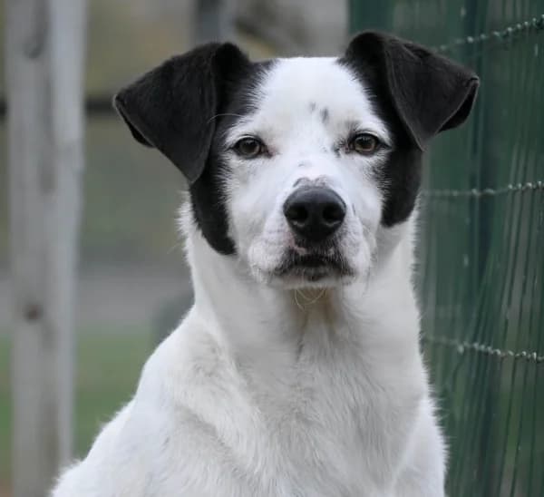 Poldo, male 5yo Mixed Breed for adoption at Canile Municipale di Asti, Asti (Piemonte)