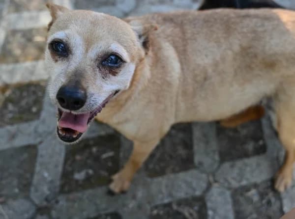Nanà, female senior Mixed Breed for adoption at Canile Municipale di Asti, Asti (Piemonte)