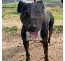 AFRA, Mixed Breed (Canile di Caluso e Rivarolo)