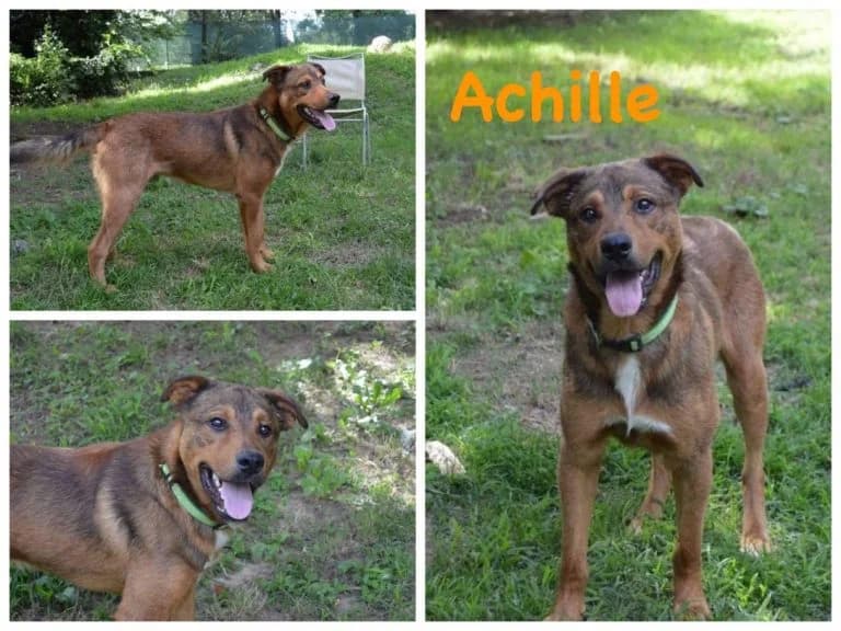Achille, male 6yo Mixed Breed for adoption at Canile Il Cascinotto