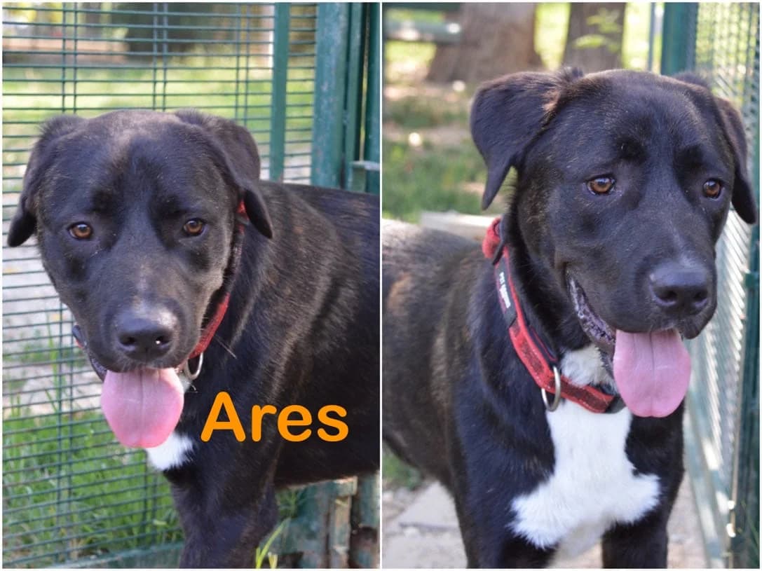 Ares, male 4yo Mixed Breed for adoption at Canile Il Cascinotto
