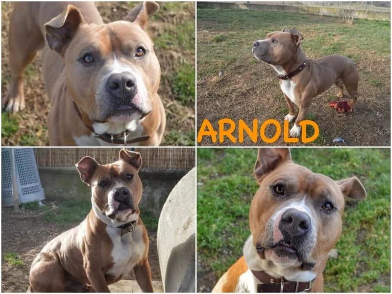 Arnold, male 7yo Mixed Breed for adoption at Canile Il Cascinotto