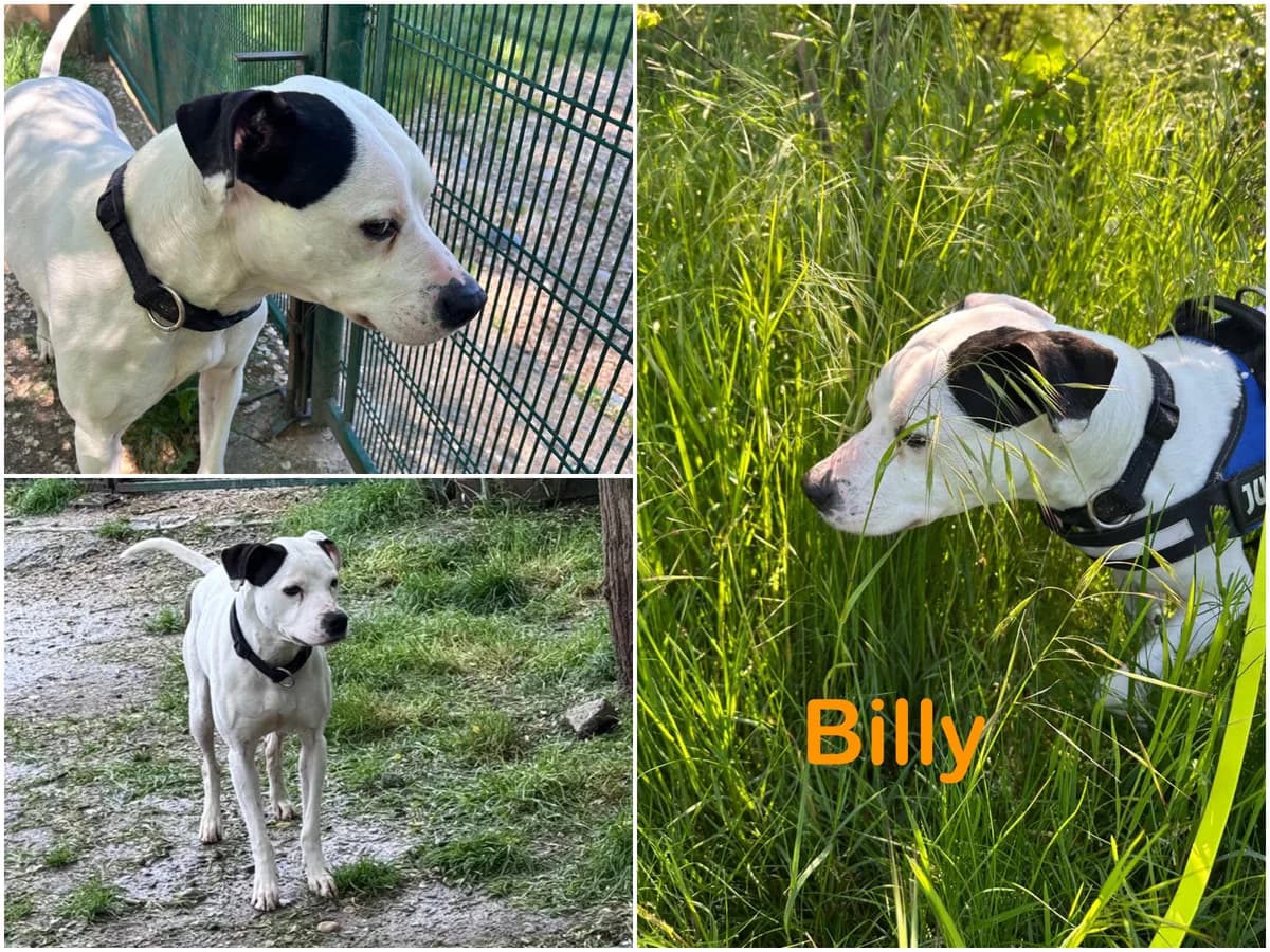 Billy, male 7yo Mixed Breed for adoption at Canile Il Cascinotto