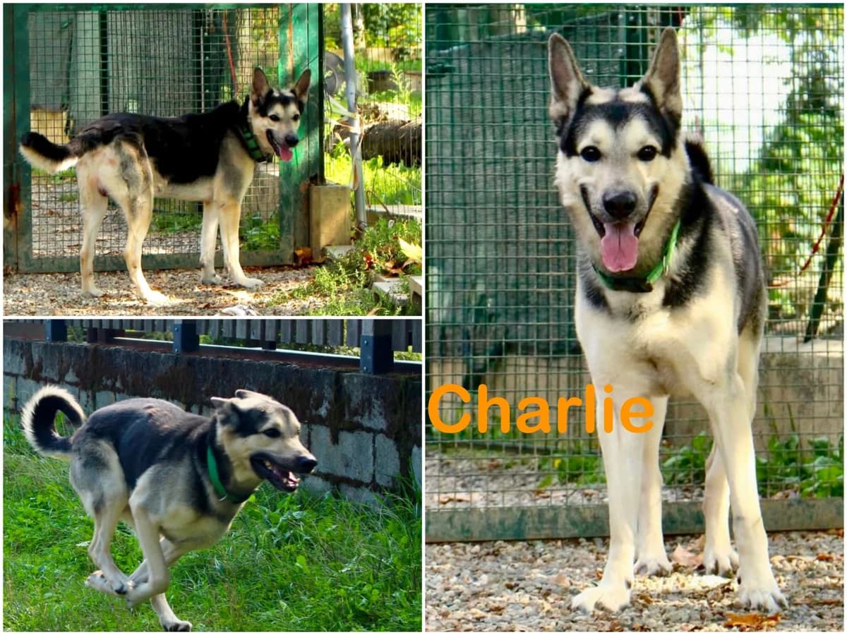Charlie, male 4yo Mixed Breed for adoption at Canile Il Cascinotto