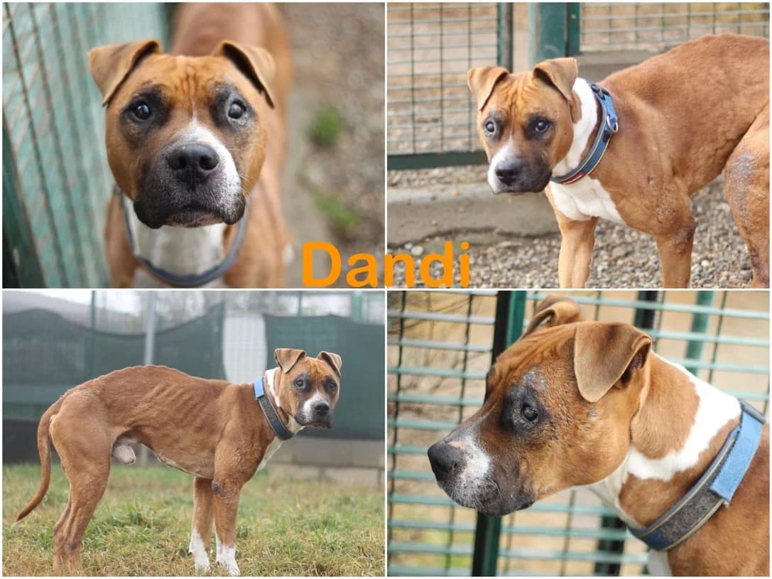 Dandi, male senior Mixed Breed for adoption at Canile Il Cascinotto