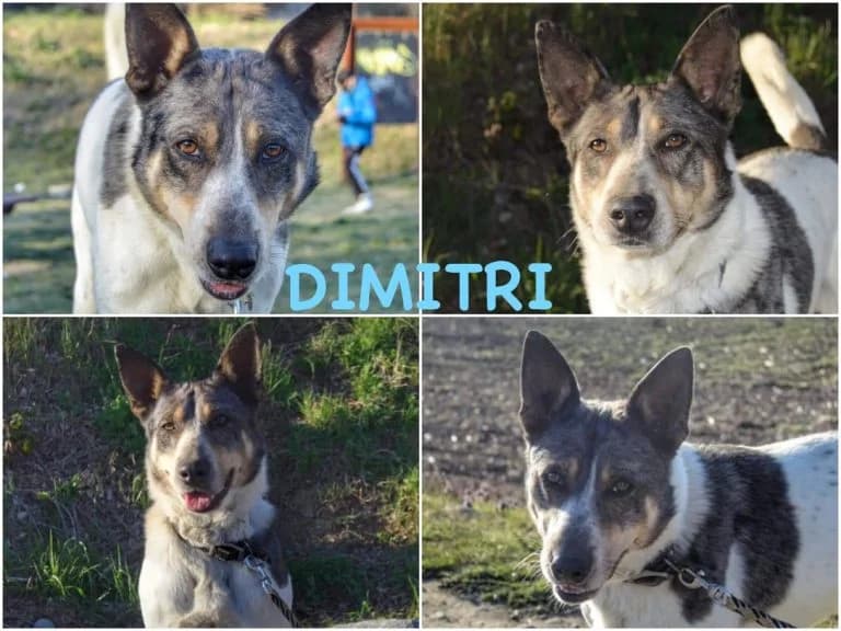 Dimitri, male senior Mixed Breed for adoption at Canile Il Cascinotto