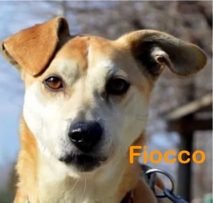 Fiocco, male senior Mixed Breed for adoption at Canile Il Cascinotto