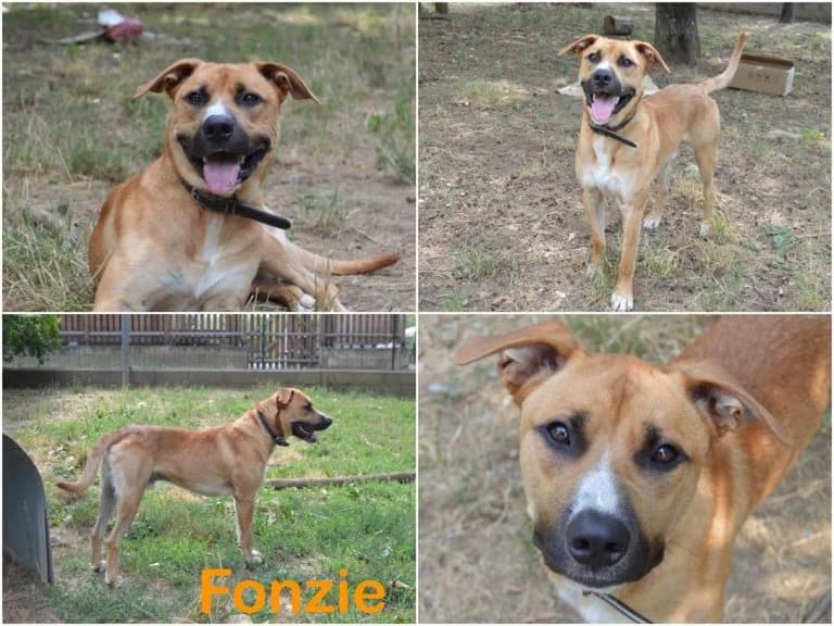 Fonzie, male 7yo Mixed Breed for adoption at Canile Il Cascinotto
