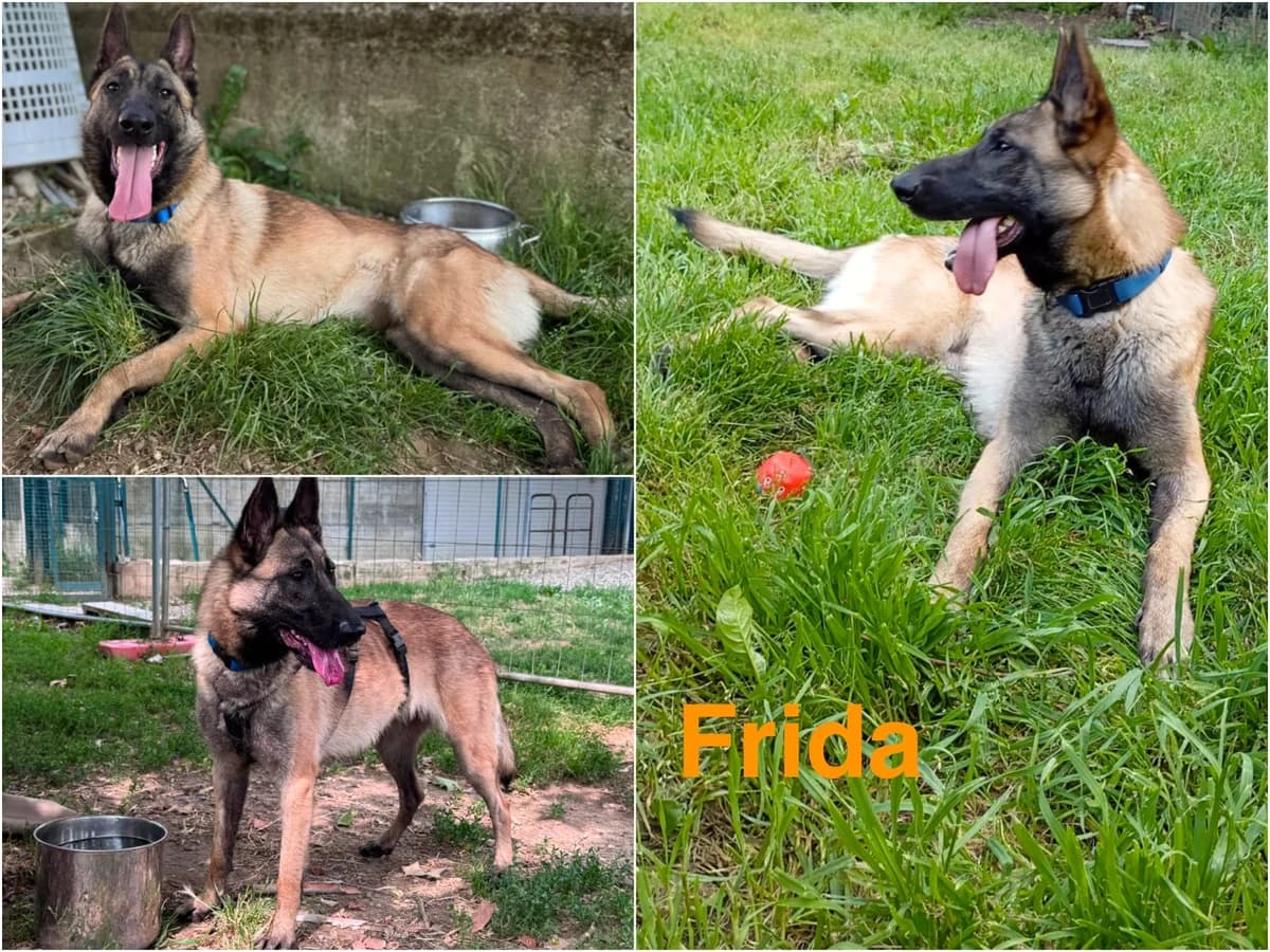 Frida, female 3yo Mixed Breed for adoption at Canile Il Cascinotto