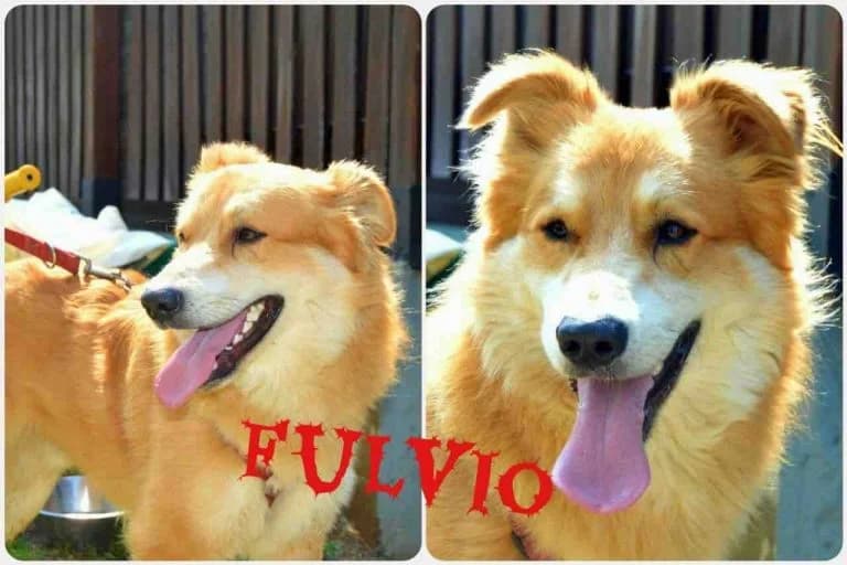 Fulvio, male senior Mixed Breed for adoption at Canile Il Cascinotto