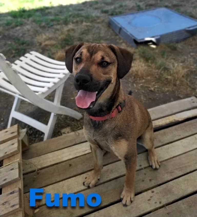 Fumo, male senior Mixed Breed for adoption at Canile Il Cascinotto