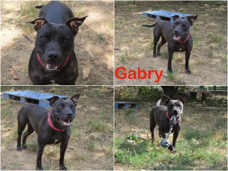Gabry, female 5yo Mixed Breed for adoption at Canile Il Cascinotto