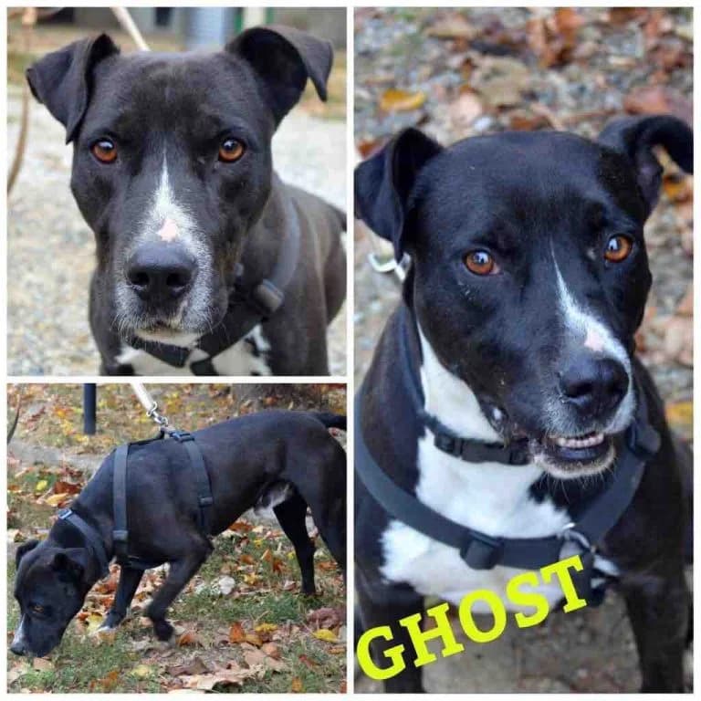 Ghost, male senior Mixed Breed for adoption at Canile Il Cascinotto