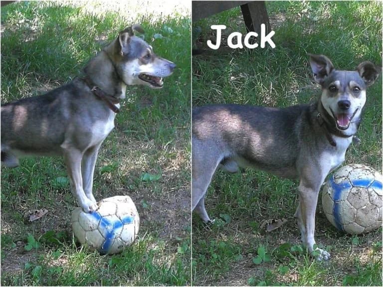 Jack, male senior Mixed Breed for adoption at Canile Il Cascinotto