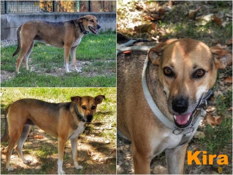 Kira, female senior Mixed Breed for adoption at Canile Il Cascinotto
