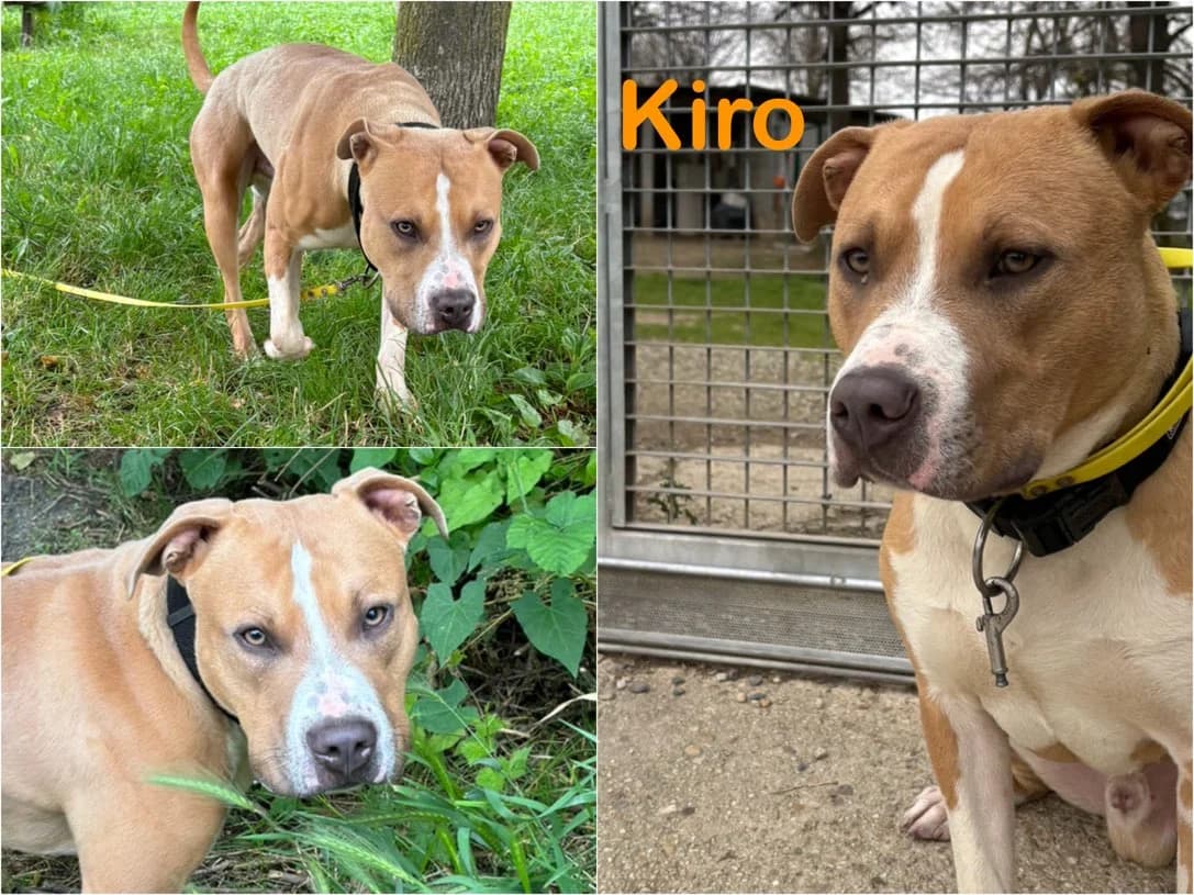 Kiro, male 4yo Mixed Breed for adoption at Canile Il Cascinotto