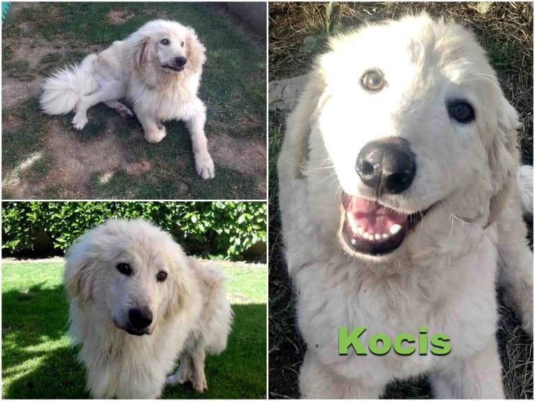 Kocis, male senior Mixed Breed for adoption at Canile Il Cascinotto
