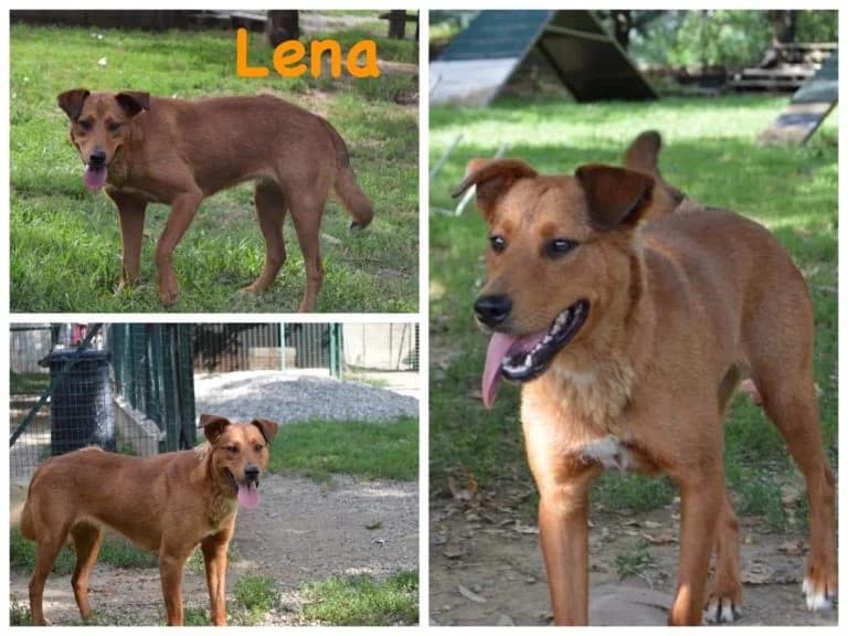 Lena, female 6yo Mixed Breed for adoption at Canile Il Cascinotto