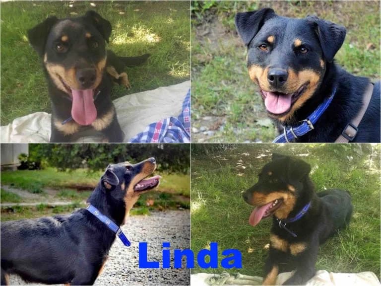 Linda, female senior Mixed Breed for adoption at Canile Il Cascinotto