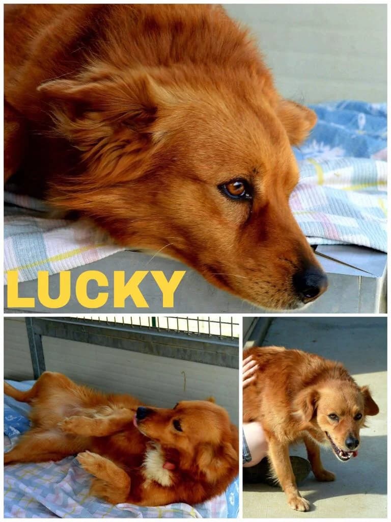 Lucky, male senior Mixed Breed for adoption at Canile Il Cascinotto