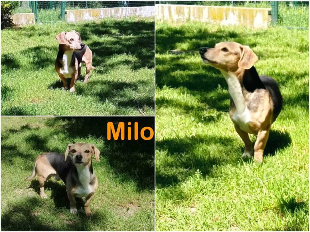 Milo, male senior Mixed Breed for adoption at Canile Il Cascinotto