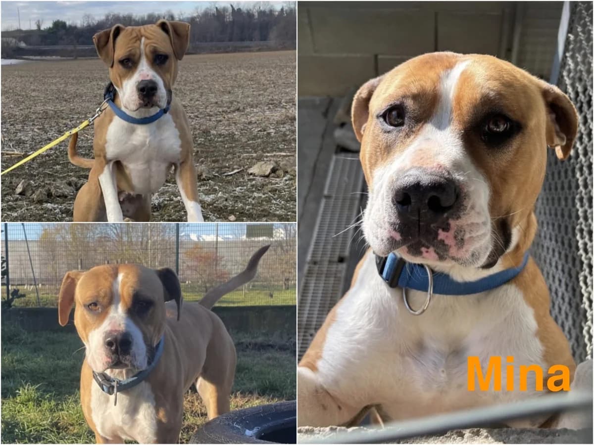 Mina, female 4yo Mixed Breed for adoption at Canile Il Cascinotto