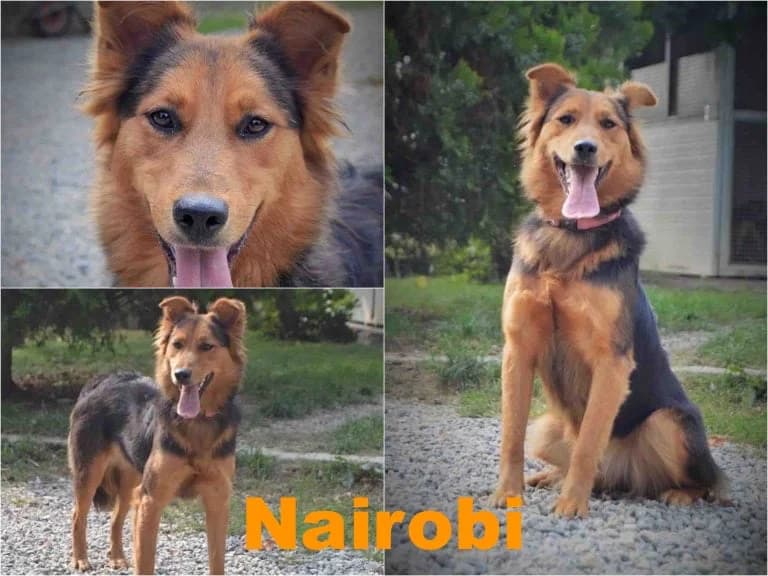 Nairobi, female senior Mixed Breed for adoption at Canile Il Cascinotto