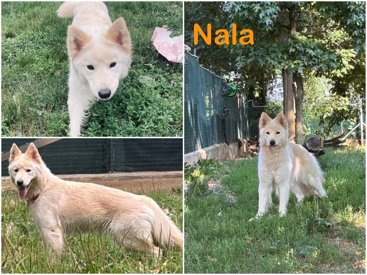 Nala, female 5yo Mixed Breed for adoption at Canile Il Cascinotto