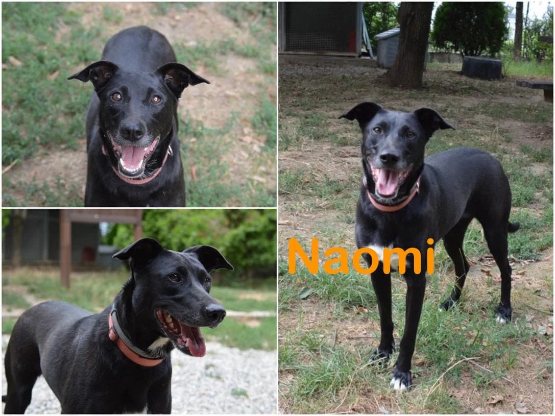 Naomi, female 6yo Mixed Breed for adoption at Canile Il Cascinotto