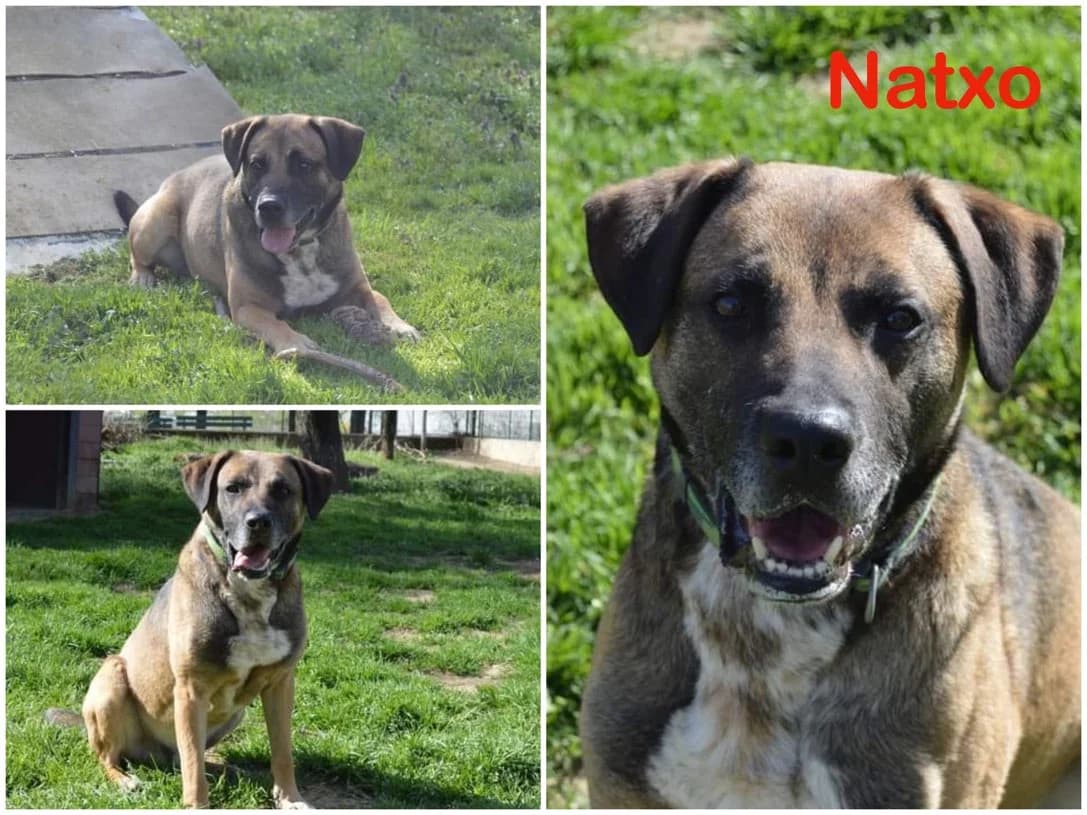 Natxo, male senior Mixed Breed for adoption at Canile Il Cascinotto