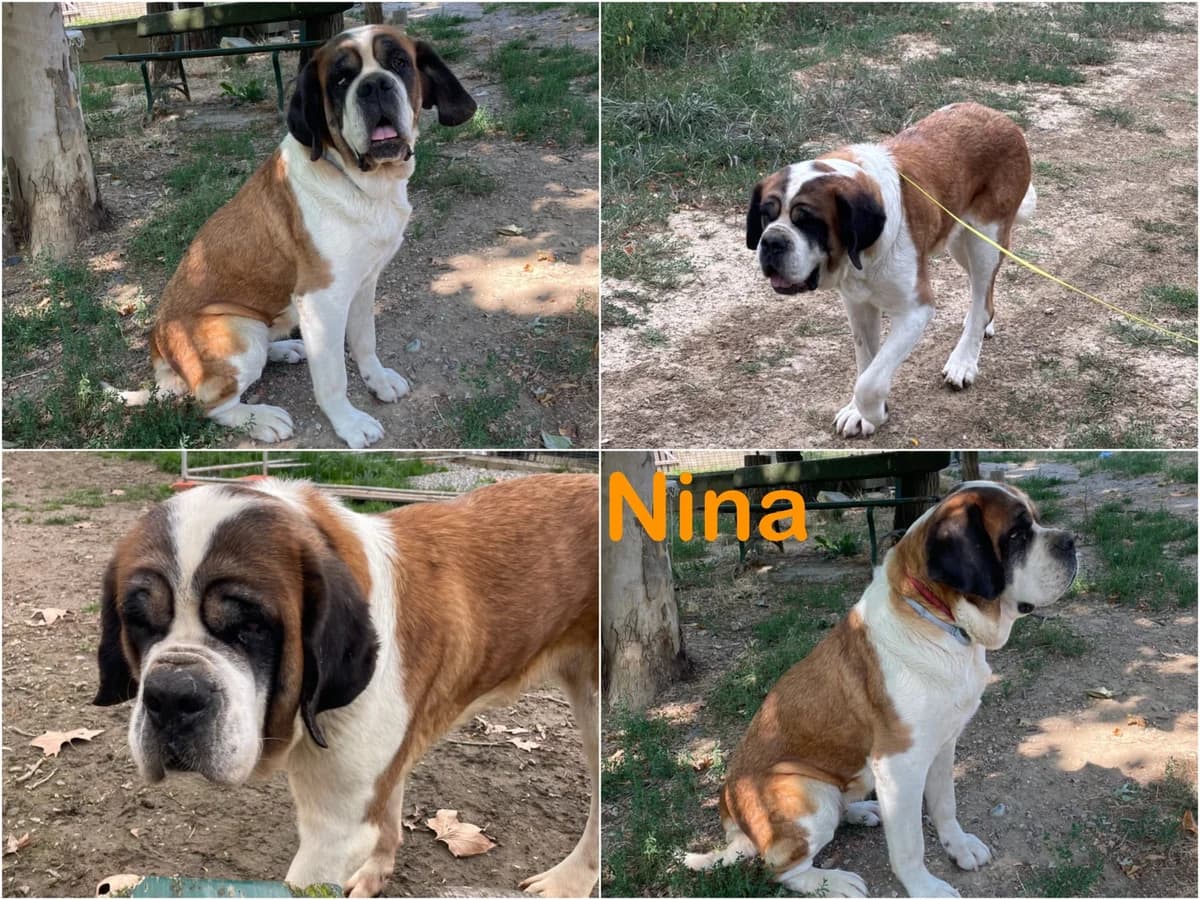 Nina, female senior Mixed Breed for adoption at Canile Il Cascinotto