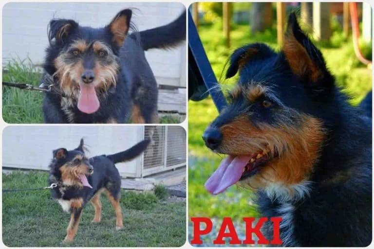 Paky, female senior Mixed Breed for adoption at Canile Il Cascinotto