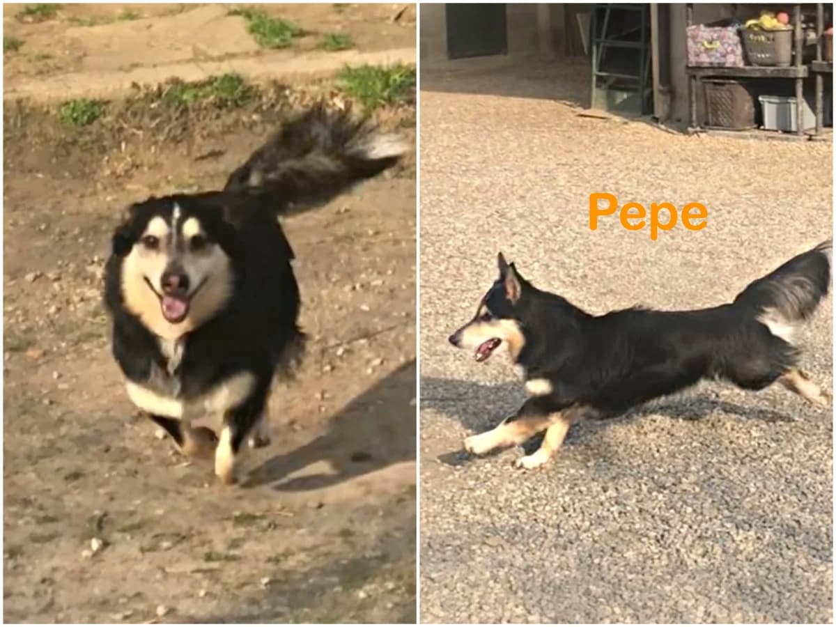 Pepe, male senior Mixed Breed for adoption at Canile Il Cascinotto