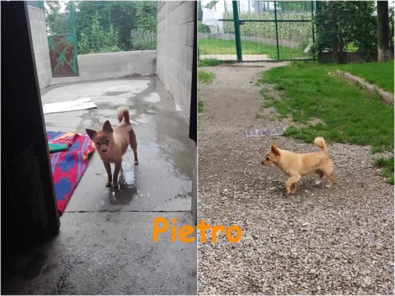Pietrino, male 7yo Mixed Breed for adoption at Canile Il Cascinotto