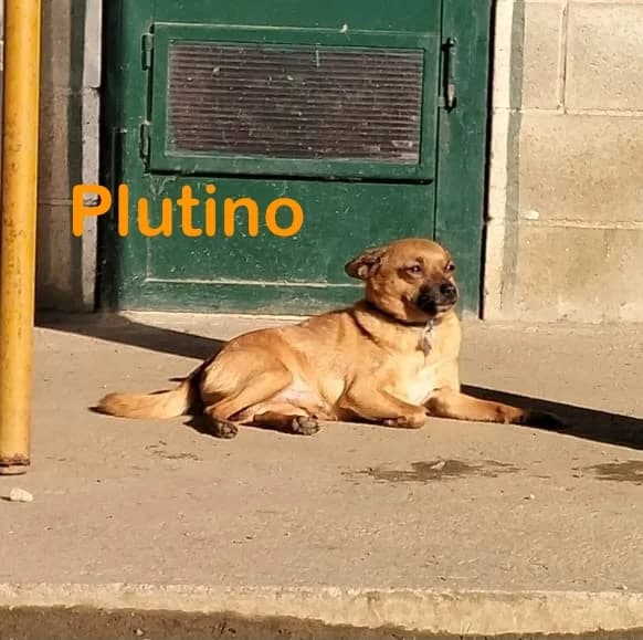 Plutino, male senior Mixed Breed for adoption at Canile Il Cascinotto