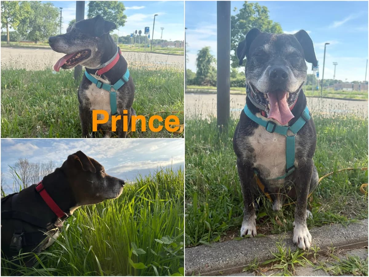 Prince, male senior Mixed Breed for adoption at Canile Il Cascinotto