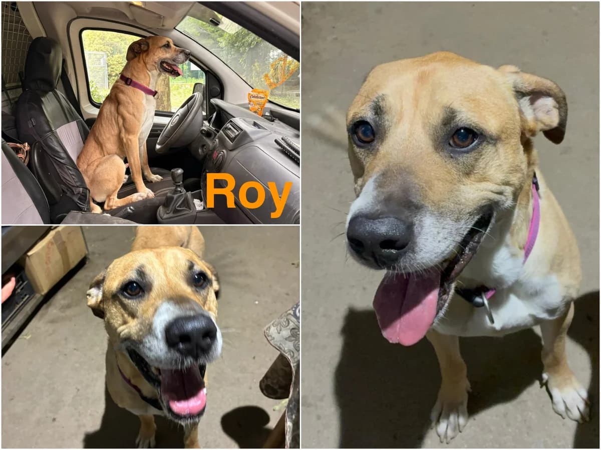 Roy, male 4yo Mixed Breed for adoption at Canile Il Cascinotto