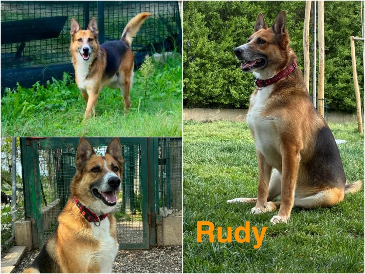 Rudy, male 6yo Mixed Breed for adoption at Canile Il Cascinotto