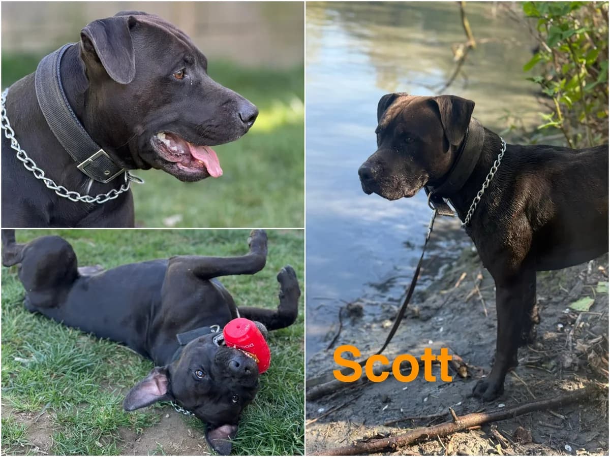 Scott, male young Mixed Breed for adoption at Canile Il Cascinotto
