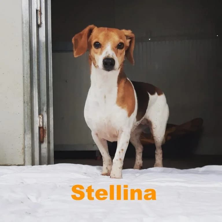 Stellina, female senior Mixed Breed for adoption at Canile Il Cascinotto