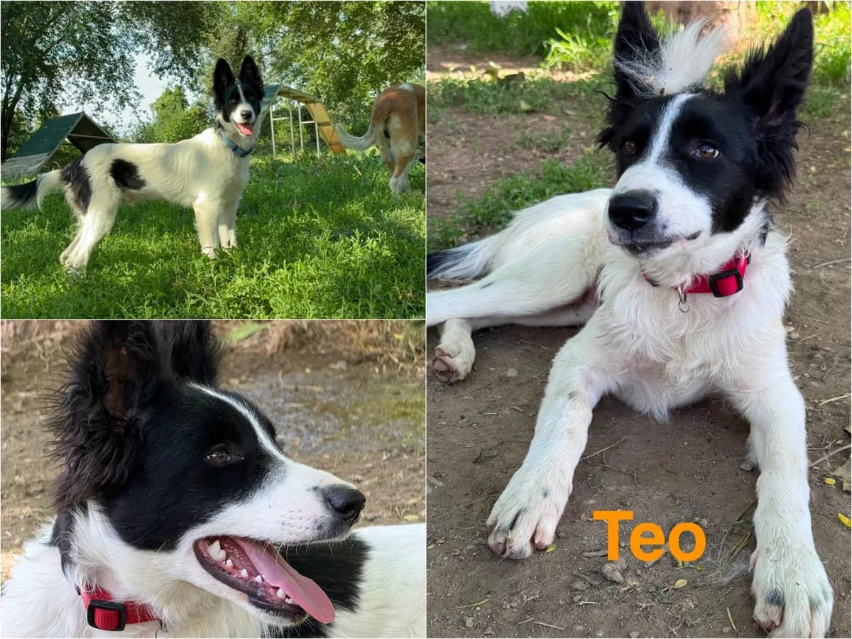 Teo, male young Mixed Breed for adoption at Canile Il Cascinotto