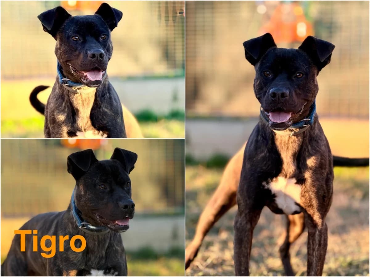 Tigro, male young Mixed Breed for adoption at Canile Il Cascinotto