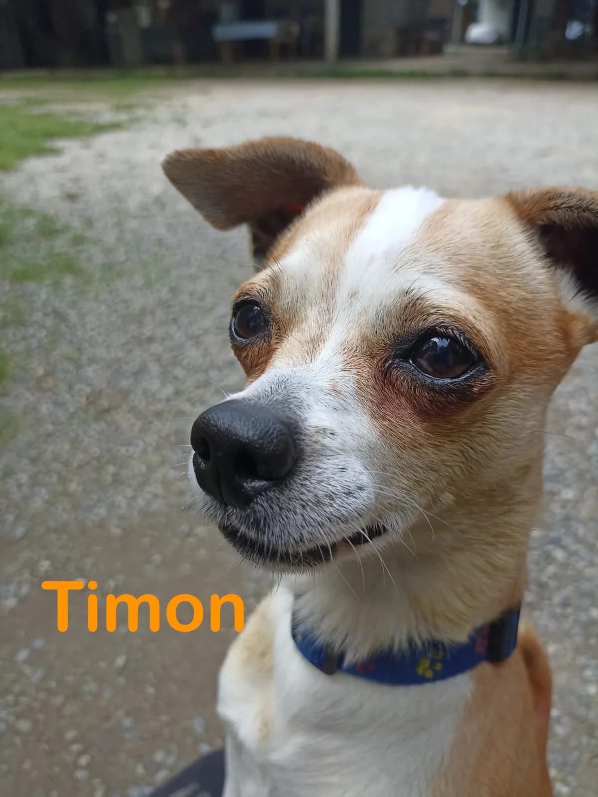 Timon, male senior Mixed Breed for adoption at Canile Il Cascinotto