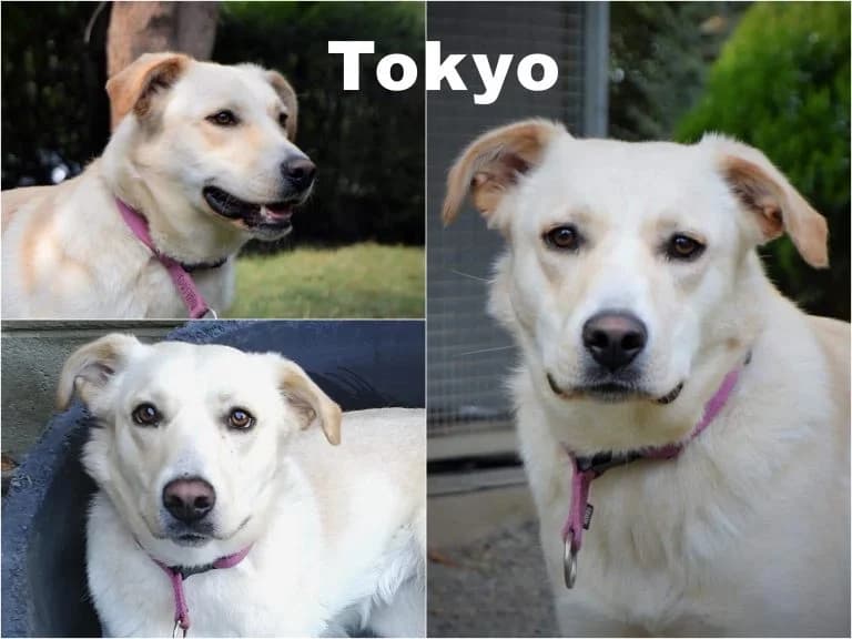 Tokyo, female senior Mixed Breed for adoption at Canile Il Cascinotto