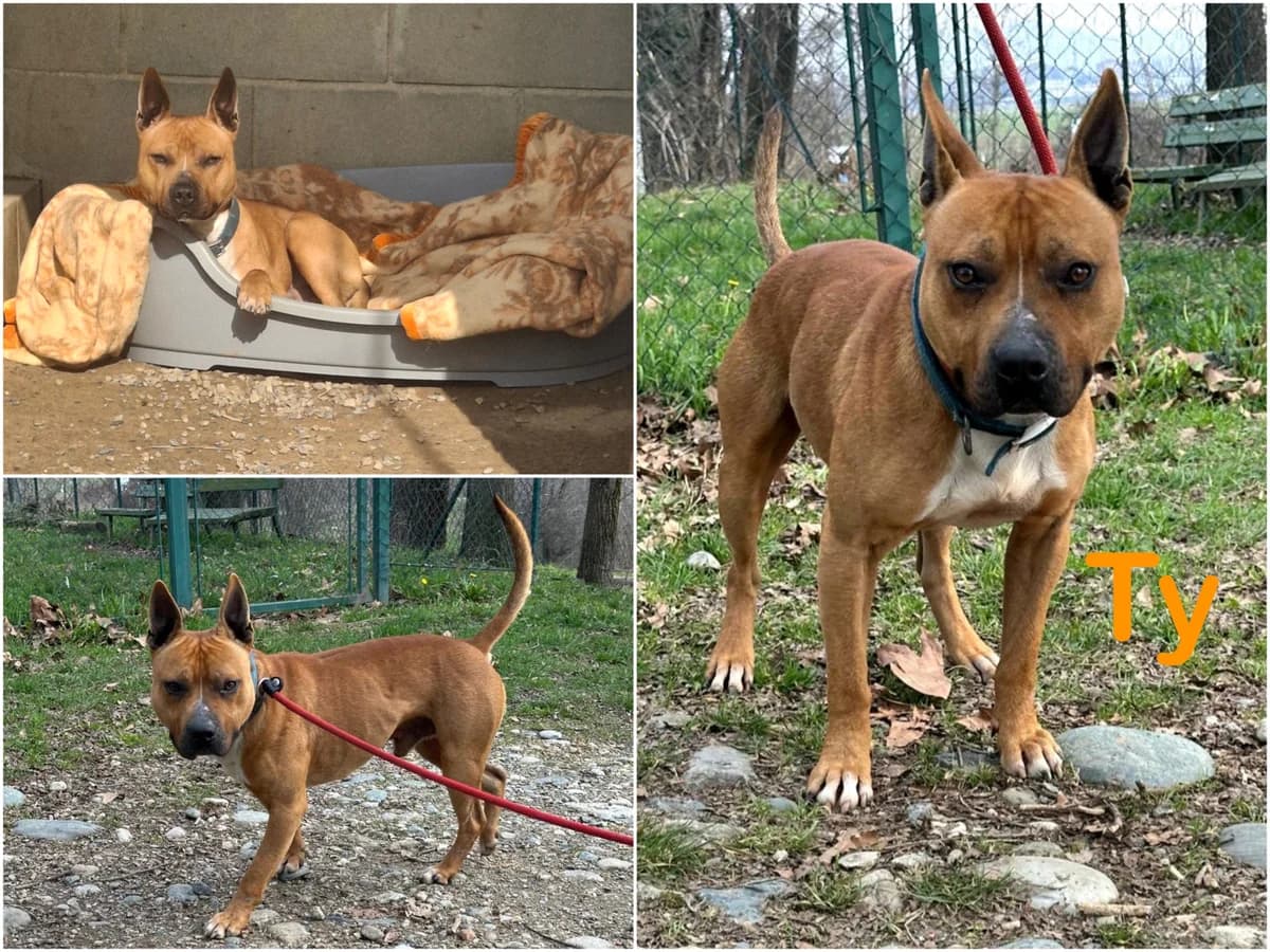 Ty, male 5yo Mixed Breed for adoption at Canile Il Cascinotto