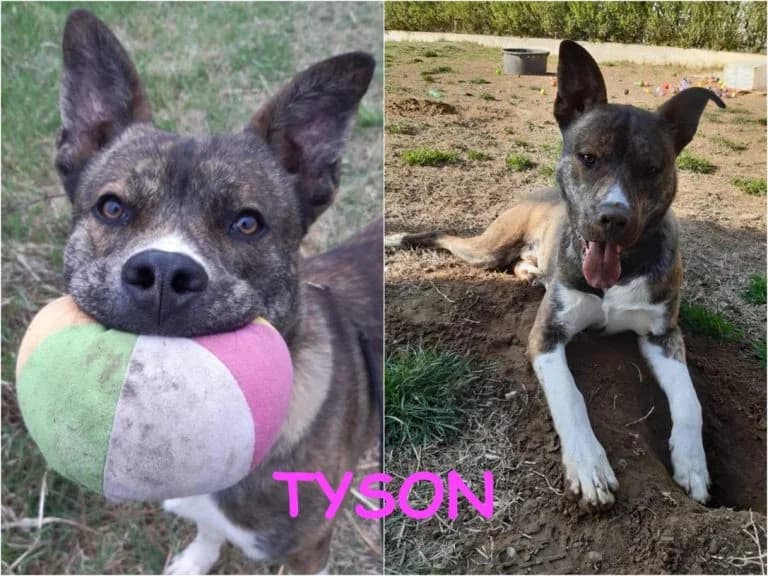 Tyson, male 7yo Mixed Breed for adoption at Canile Il Cascinotto