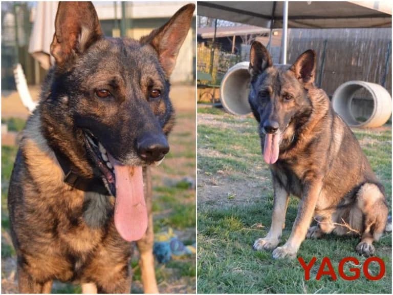 Yago, male senior Mixed Breed for adoption at Canile Il Cascinotto