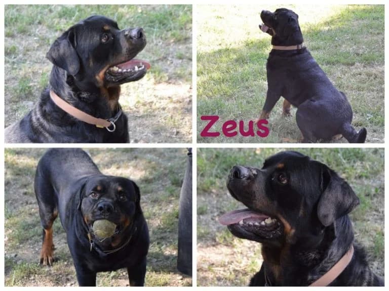 Zeus, male senior Mixed Breed for adoption at Canile Il Cascinotto