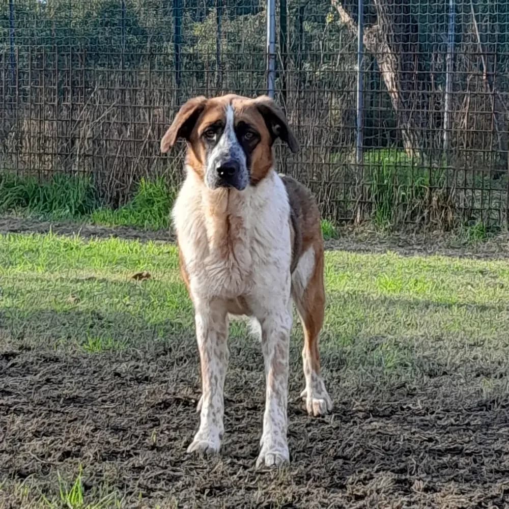 Bianca, puppy Mixed Breed for adoption at Canile di Comacchio